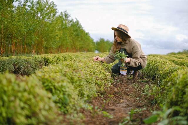 farm worker early morning jobs